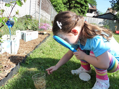 ladybug release garden