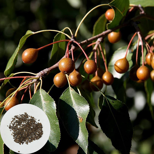 Груша берёзолистная (Pyrus betulifolia)