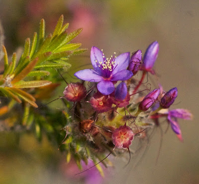 Calytrix leschenaulti