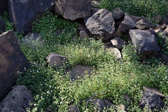 lots of tiny daisies between black rocks