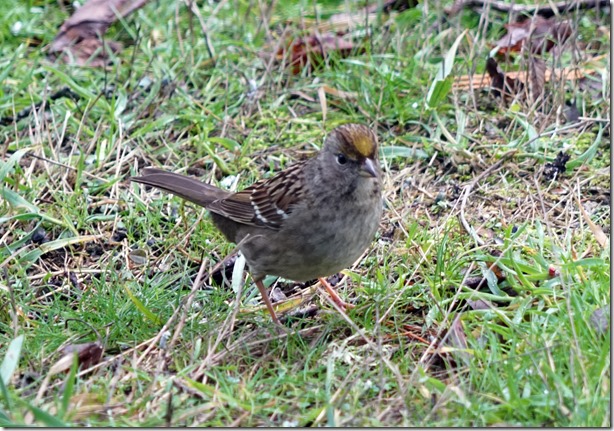 lopez golden crowned sparrow 122415 00005