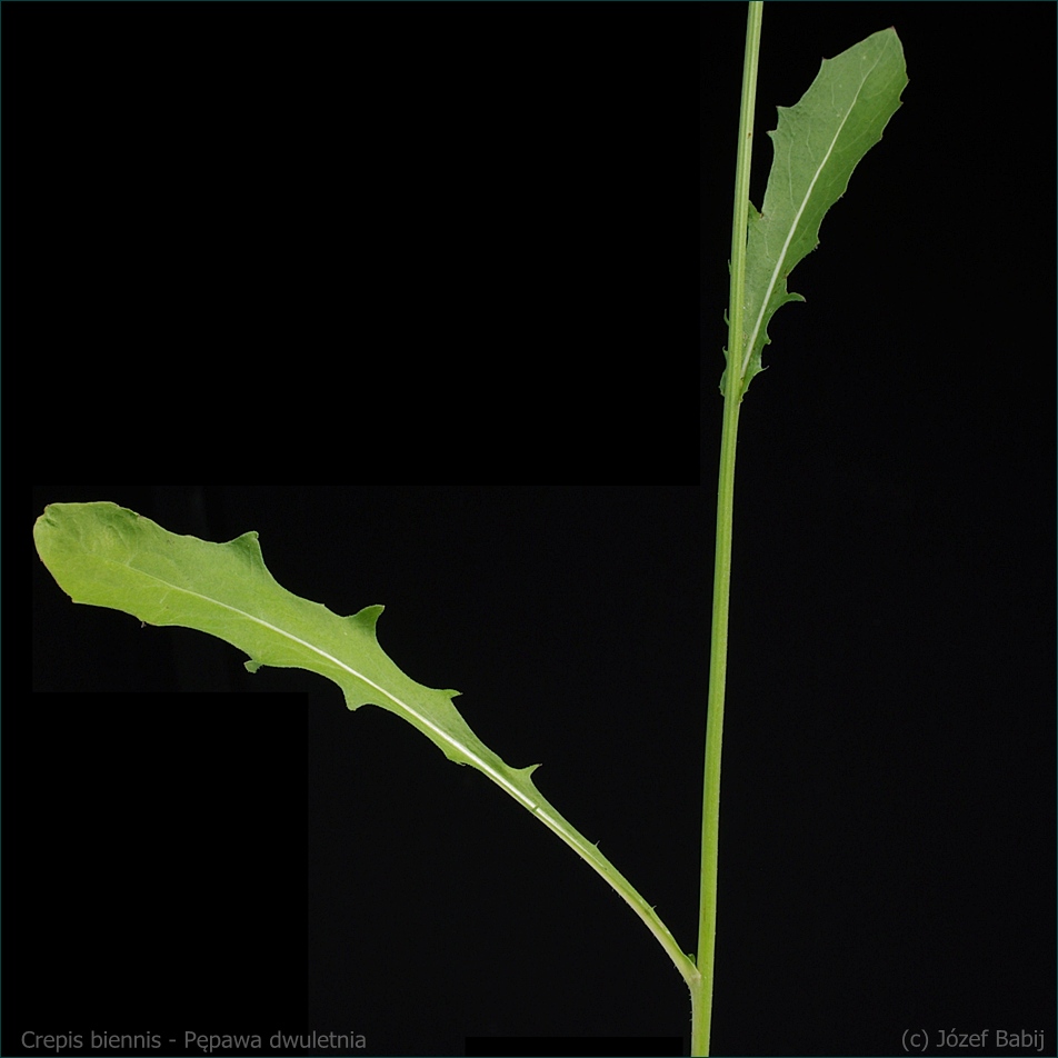 Crepis biennis - Pępawa dwuletnia łodyga