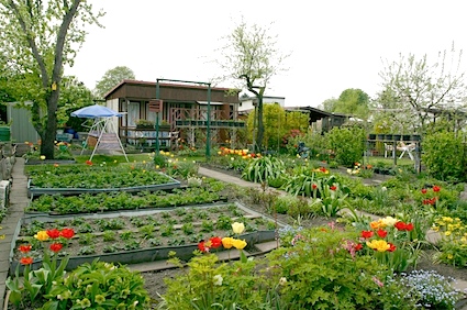 Menanam Benih Sayuran di kebun