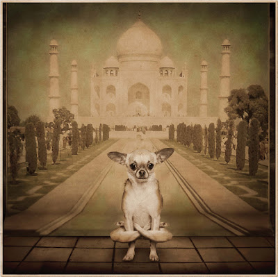 Hilarious Yoga Dogs Calendar Seen On www.coolpicturegallery.us