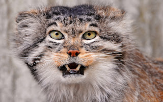 Pallas Cat Wallpapers