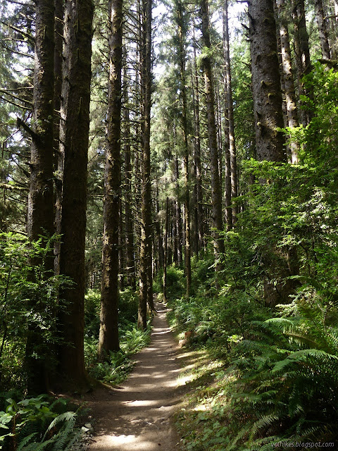 straight trail through straight trees