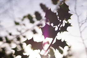 Lovely Holly bush