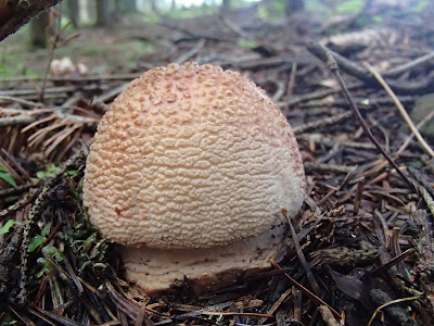 grzyby, grzybobranie, jadalne muchomory, rozpoznawanie jadalnych muchomorów, muchomor czerwieniejący Amanita rubescens 