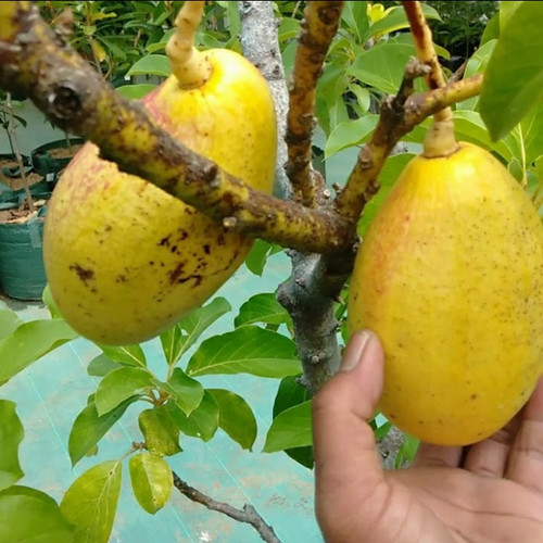 bibit pohon yellow vietnam cepat berbuahnya Sumatra Barat