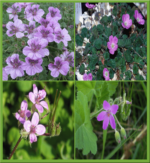 Erodium  plant 