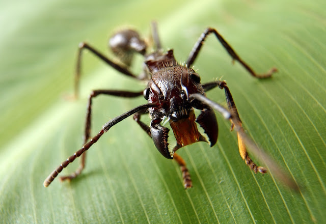 子彈蟻paraponera Clavata 螞蟻軍團ants Squad