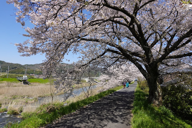 法勝寺川桜並木道　ソメイヨシノ桜