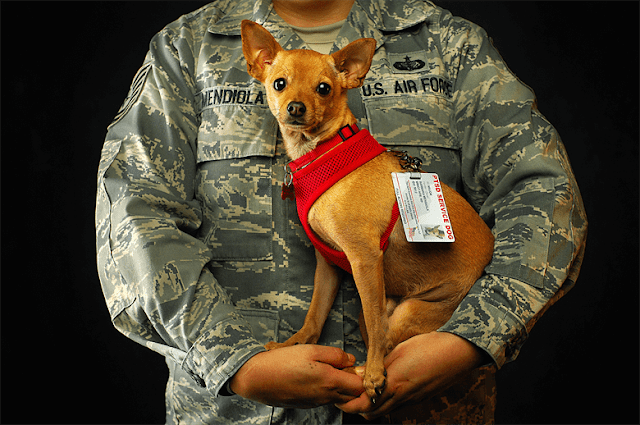 dog training,training,positive dog training,positive training,positive reinforcement,dog,positive,dog training methods,puppy training,positive reinforcement dog training,dog training videos,how to train a dog,dog training revolution,positively method,positive dog training basics,positive gun dog training,positive dog training youtube,positive dog training doesn't work