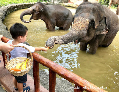 Singapore Zoo Elephant Feeding