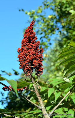 Fall in Love with Berry Worthy Plants
