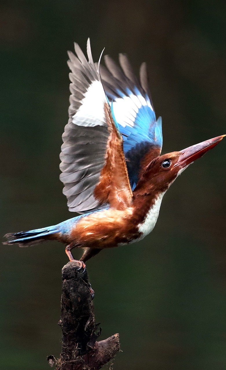 Kingfisher taking off.