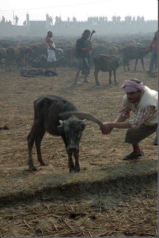 baby buffalo killed