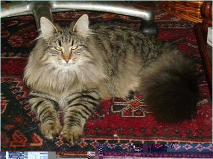 Norwegian Forest Cat Breeders