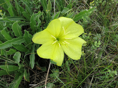 evening primrose, Oenothera