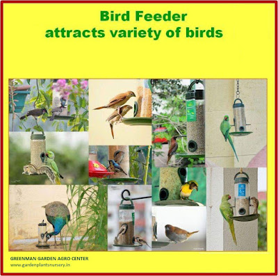 bird feeder ahmedabad