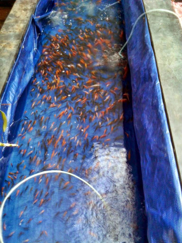 Makanan untuk Anak Ikan Koi  Akuarium Ikan  Hias