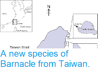 https://sciencythoughts.blogspot.com/2012/08/a-new-species-of-barnacle-from-taiwan.html