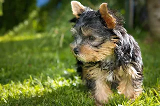 Yorkshire Terrier Dog
