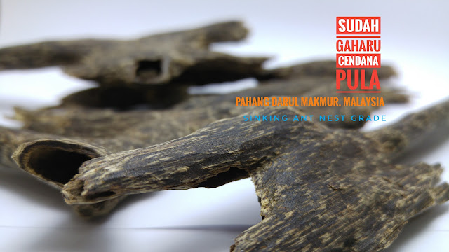 Rare Agarwood 沉香 香道 香文化 奇楠 Incense Perfume Scent Aquilaria Aloeswood Oud Oudh PaloSanto Candan FrankIncense Hirta KoDo Censer Bonsai Ambergris Bracelet Rosary Sandalwood Musk Eaglewood Malaccensis Oolong Gaharu Agaru Agar Amber العود دهن_العود ماليزيا