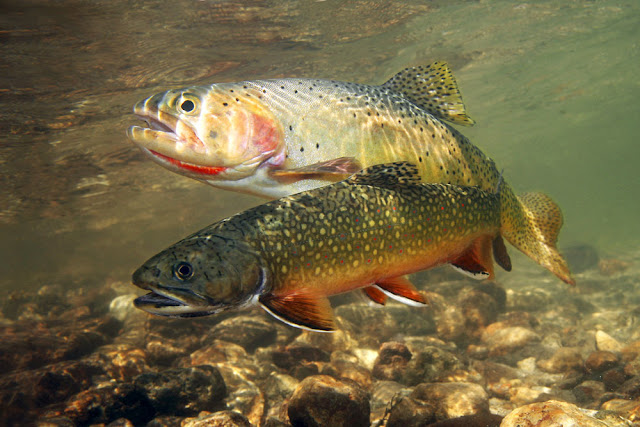 river trout fishing, river trout fishing tips, catch more trout fishi