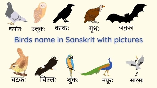 Birds name in Sanskrit and English