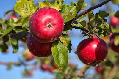 pomonabacken äpplen villa natura österlen