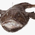 Cara Ikan Iblis Kawin