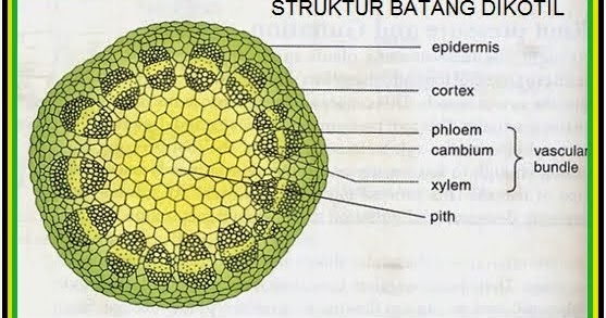 PORIFERA BATANG DIKOTIL