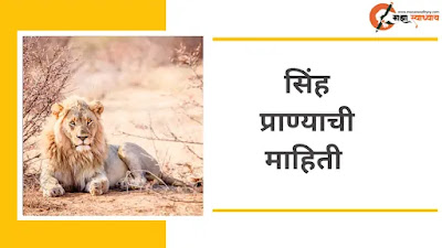 सिंह माहिती मराठी  Sinha vishay mahiti  Sinhachi mahiti marathi  Lion information in marathi for student  Lion information for school project  Lion information in marathi