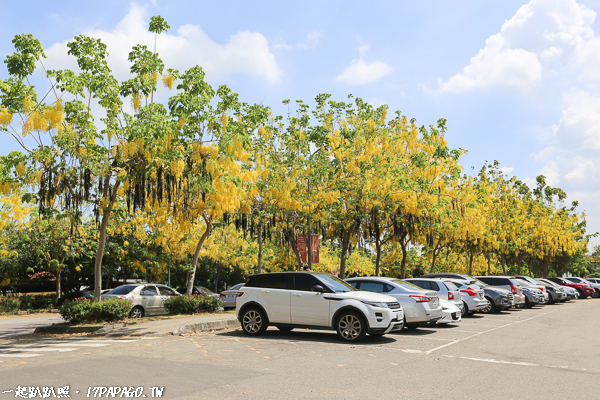 台中霧峰亞洲大學阿勃勒和紫薇花開，羅馬兢技場和歐洲宮殿好好拍