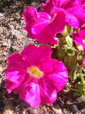 petunia rosa