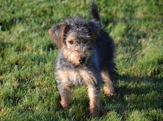 Welsh Terrier Puppies Picture