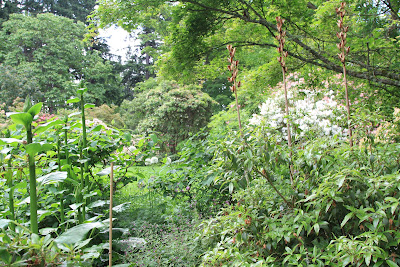 Dunn Gardens - Cardiocrinum giganteum