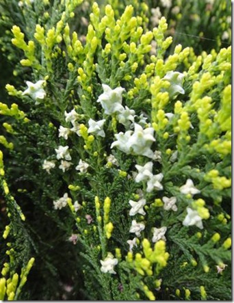 clip_image002