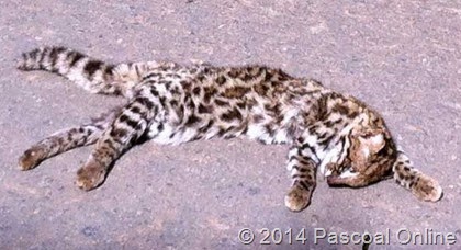 Jaguatirica