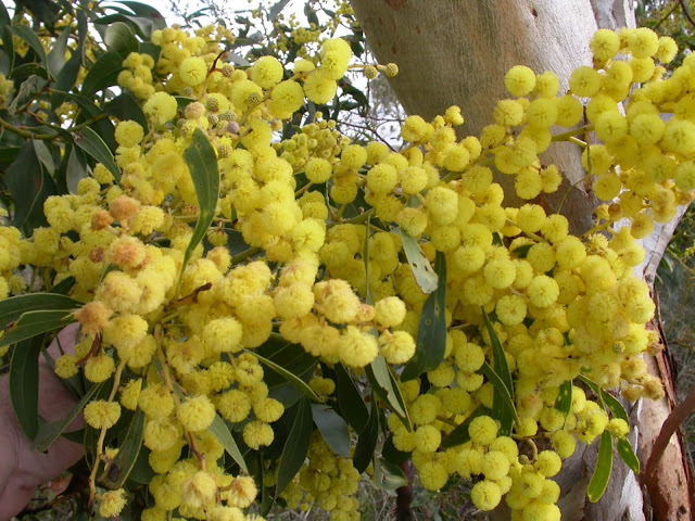 Plantgrowpick golden Wattle tree