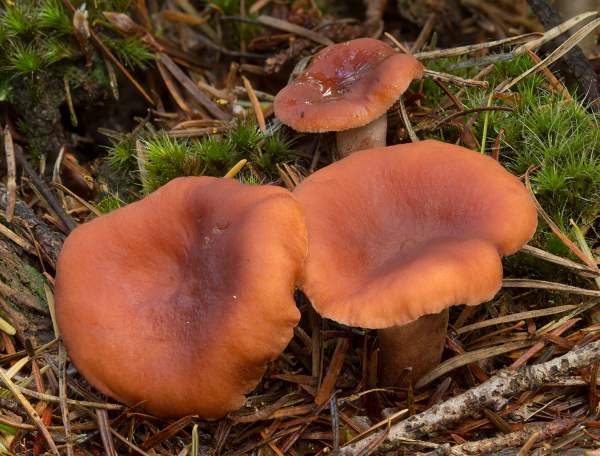 Candy Cap mushrooms (curry milkcap) | Lactarius camphoratus | Biobritte mushroom company