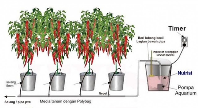 Step by Step Menanam Cabe Sistem Fertigasi hidroponik 