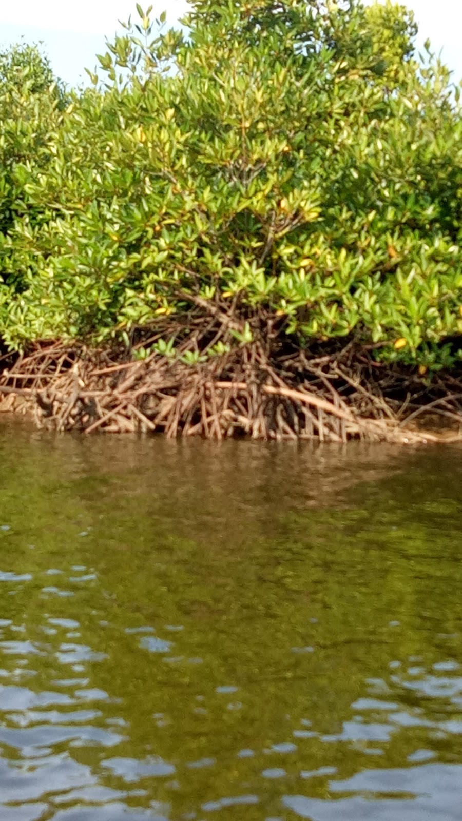 KEHUTANAN Dampak kerusakan  hutan mangrove  terhadap kehidupan