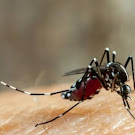 Waspada ! Kasus Demam Berdarah Meningkat di Kepulauan Selayar 