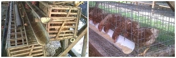 Pedoman Membuat Kandang  Baterai Ayam  Petelur  Budidaya Usaha