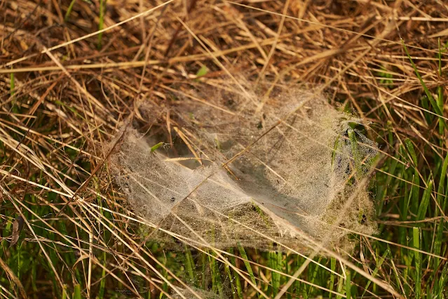 photo of a spider web