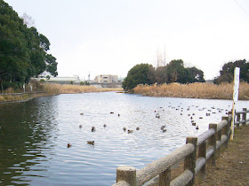 大阪府・深北緑地ウォーキング 水鳥