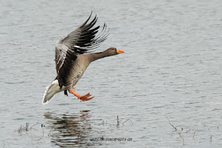 Naturfotografie Wildlifefotografie Lippeaue Olaf Kerber