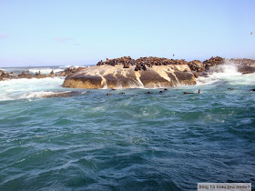 passeio para ver focas em Hout Bay